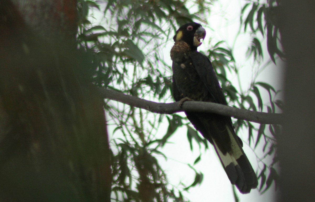 Yellow-tailed Black-Cockatoo - ML610878610