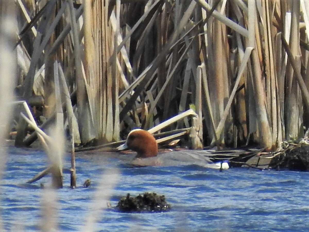 Eurasian Wigeon - ML610878616