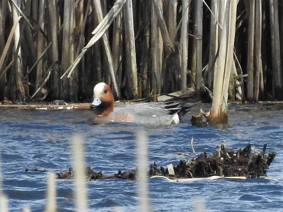 Eurasian Wigeon - ML610878617