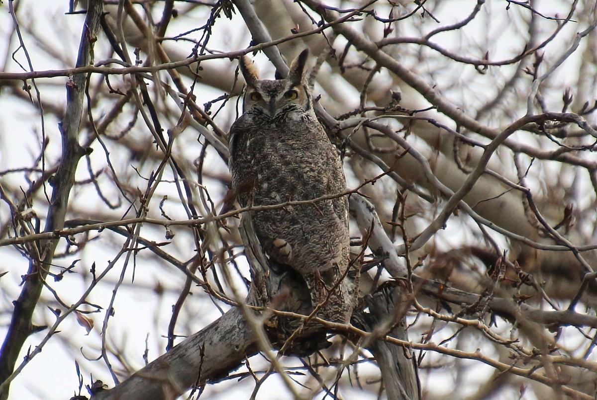 Great Horned Owl - ML610878671