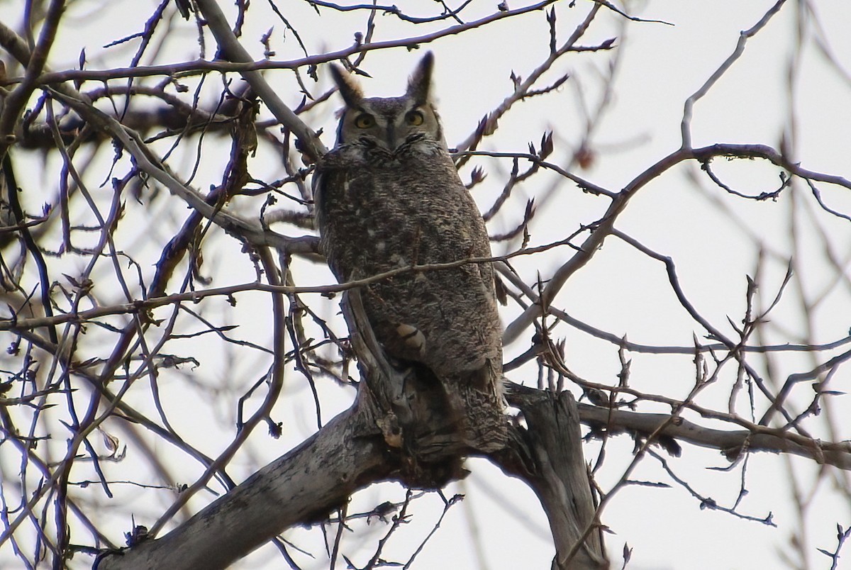 Great Horned Owl - ML610878697