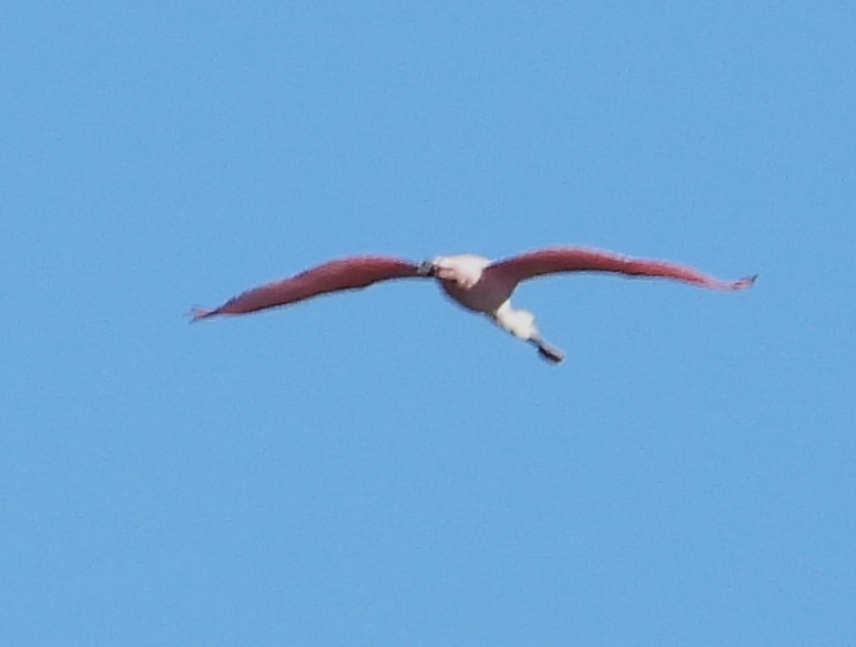 Roseate Spoonbill - Eric Haskell