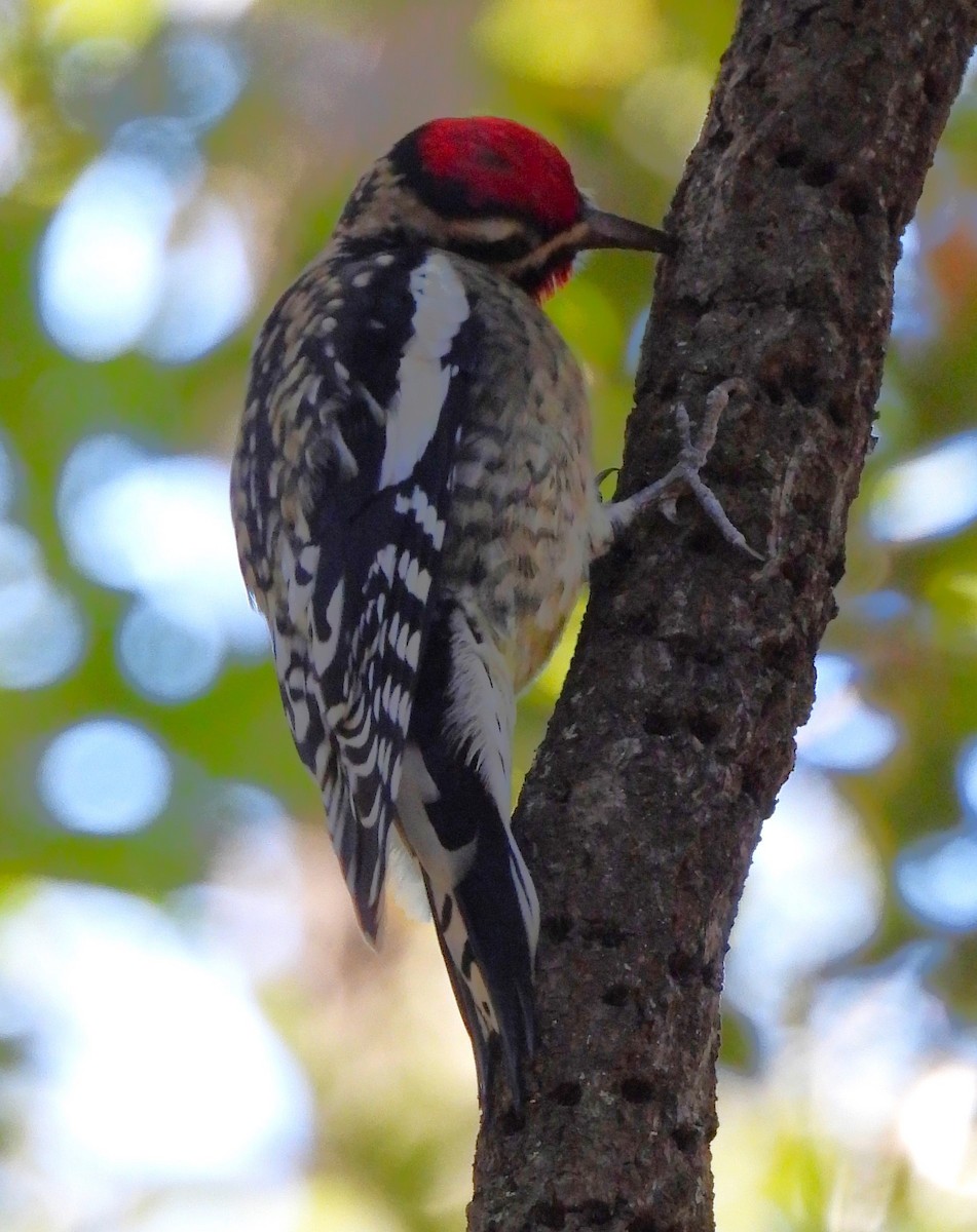 Yellow-bellied Sapsucker - Eric Haskell