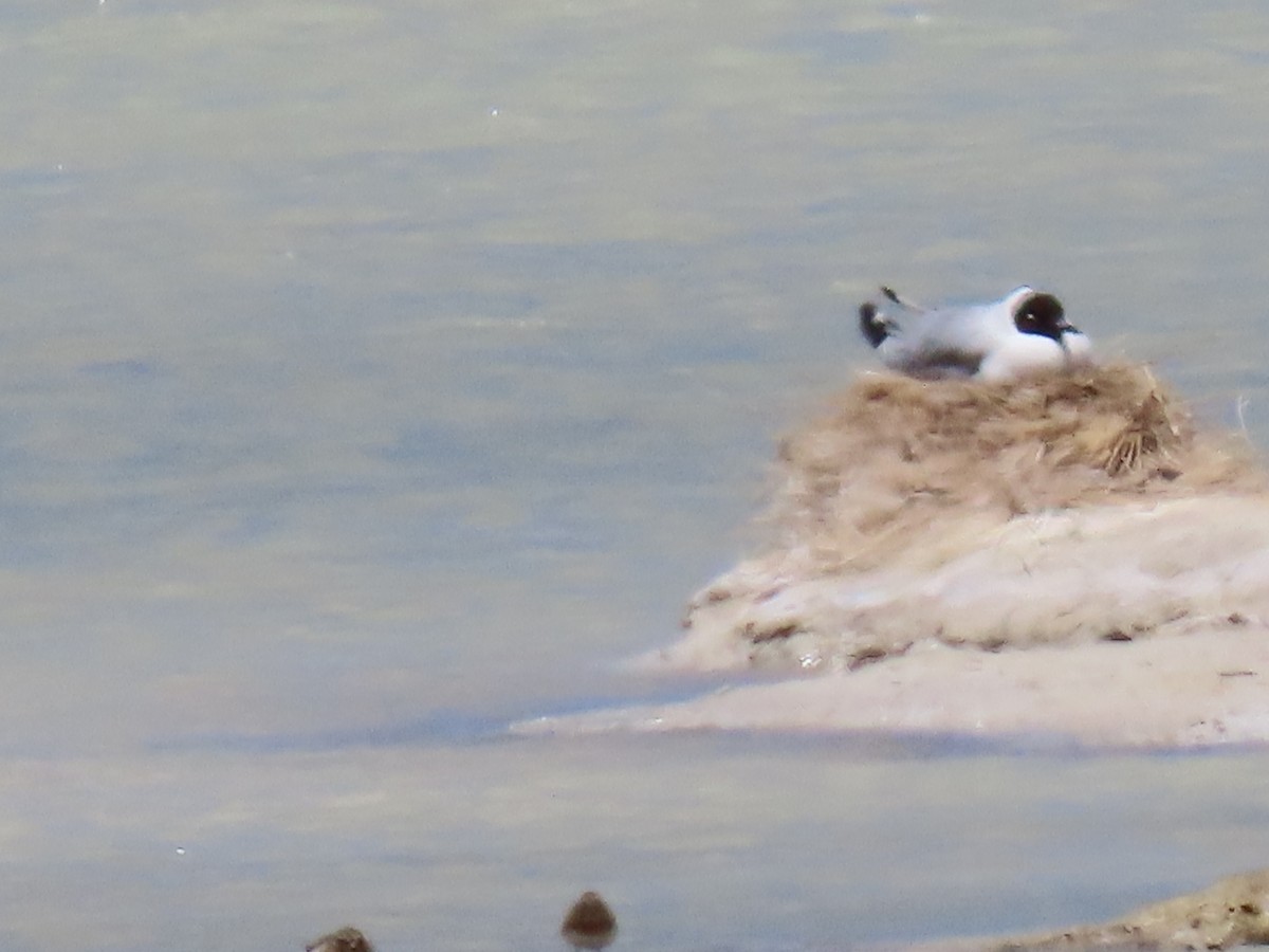 Andean Gull - ML610878747