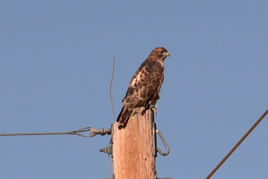 Red-tailed Hawk - ML610878775