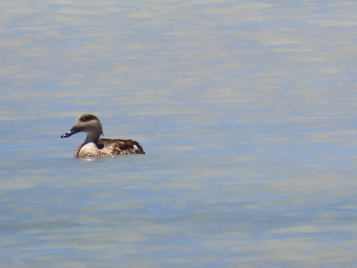 Crested Duck - ML610878785