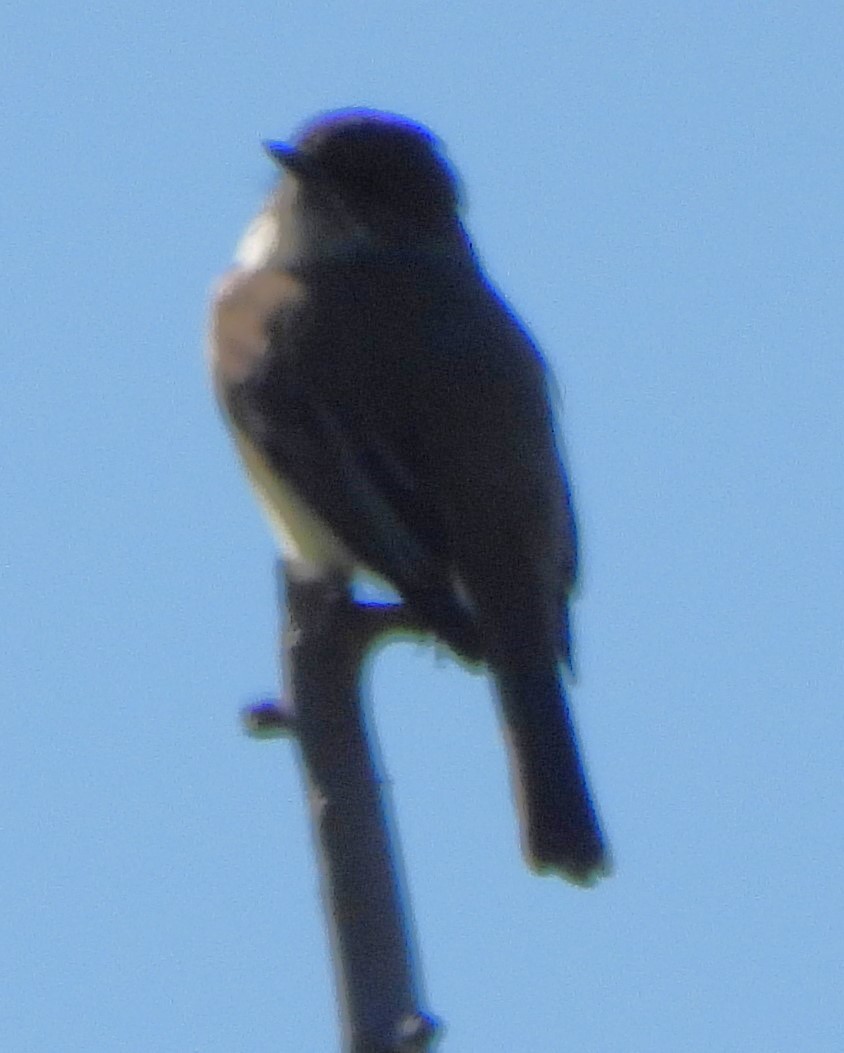 Eastern Phoebe - ML610878798