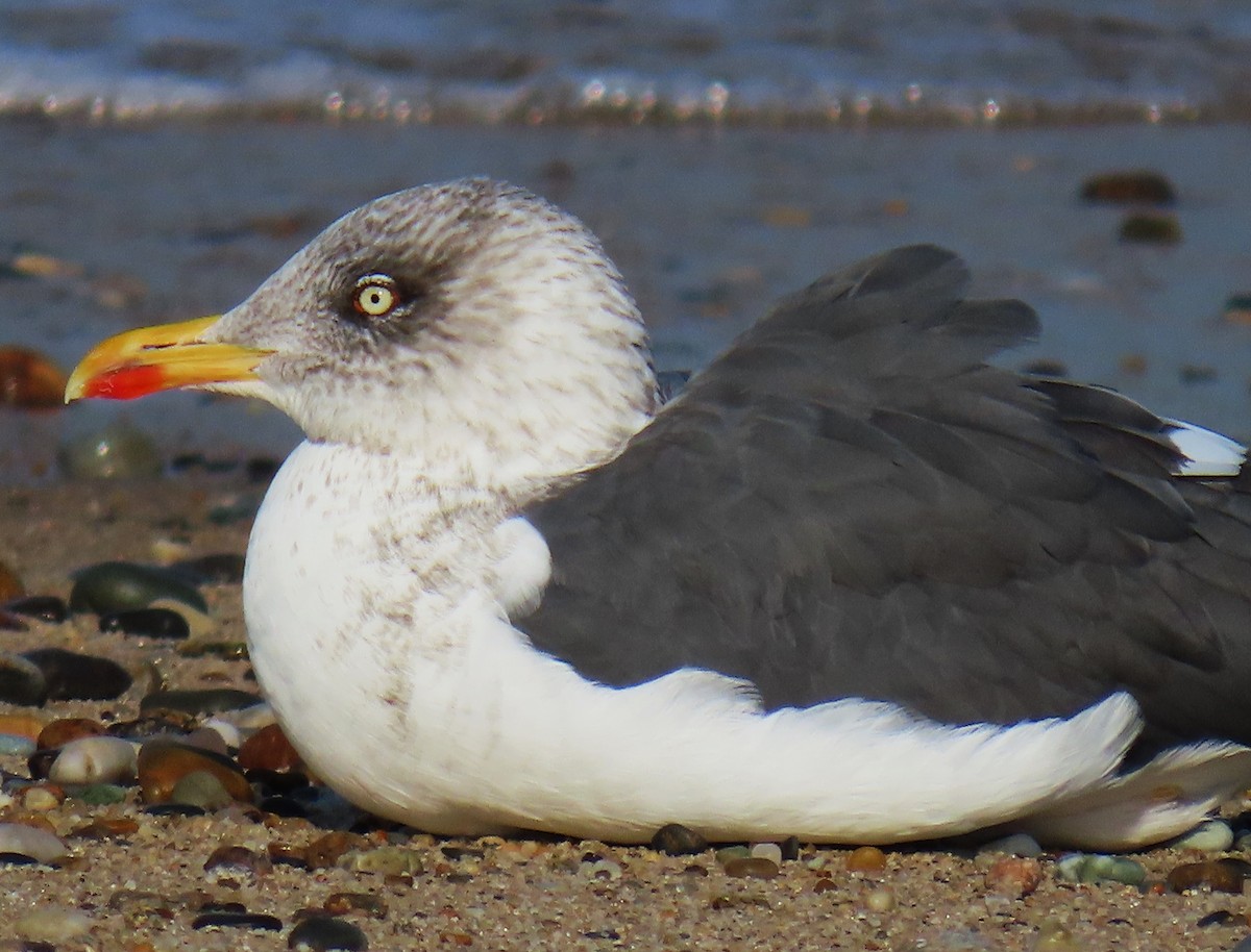 Lesser Black-backed Gull - ML610878809