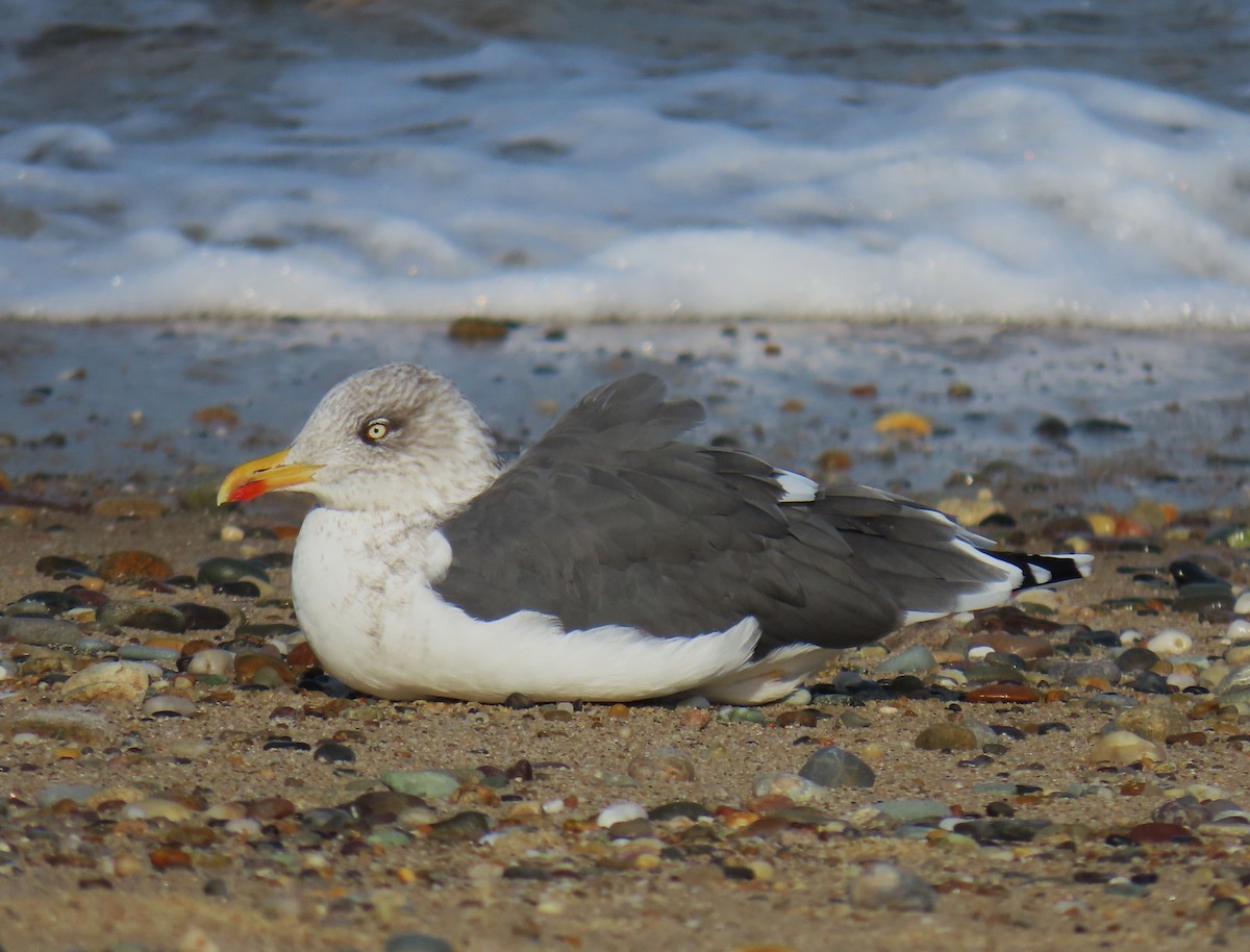 Lesser Black-backed Gull - ML610878818