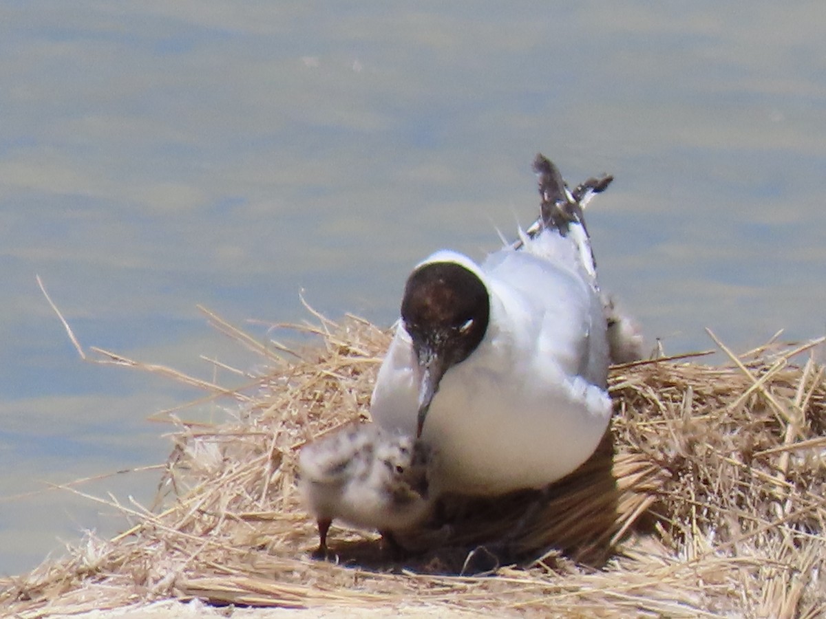 Andean Gull - ML610878859