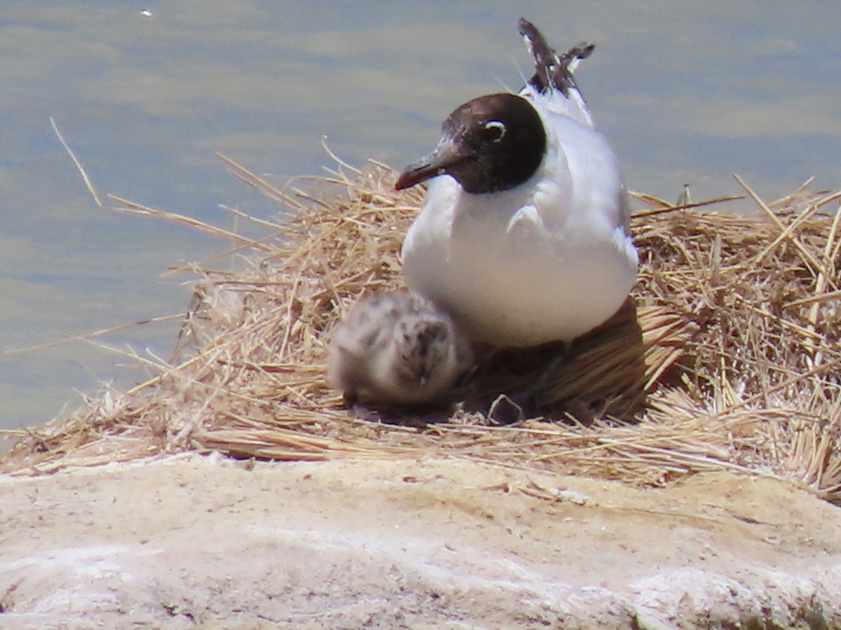 Mouette des Andes - ML610878862