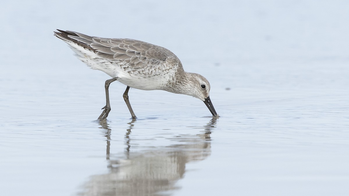 Red Knot - ML610879030