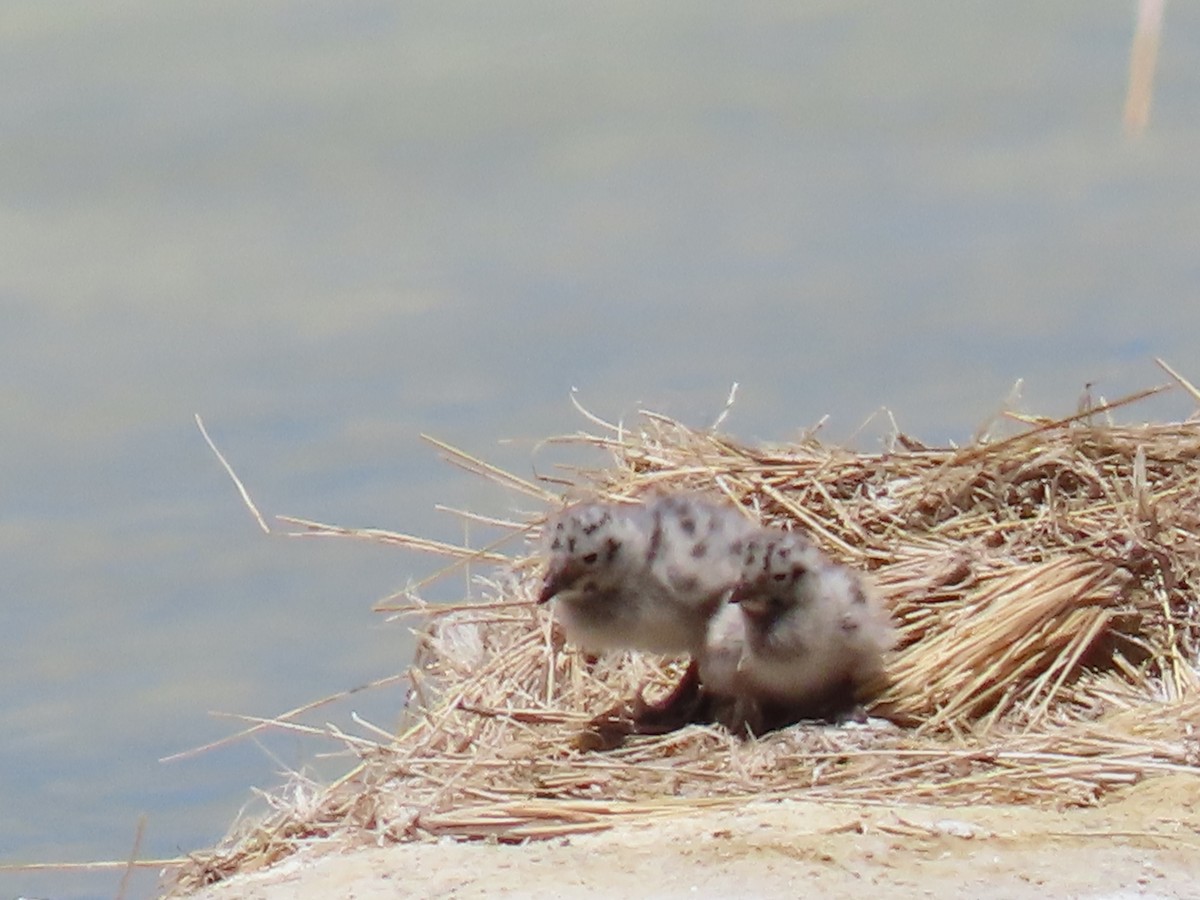 Andean Gull - Nelson  Contardo