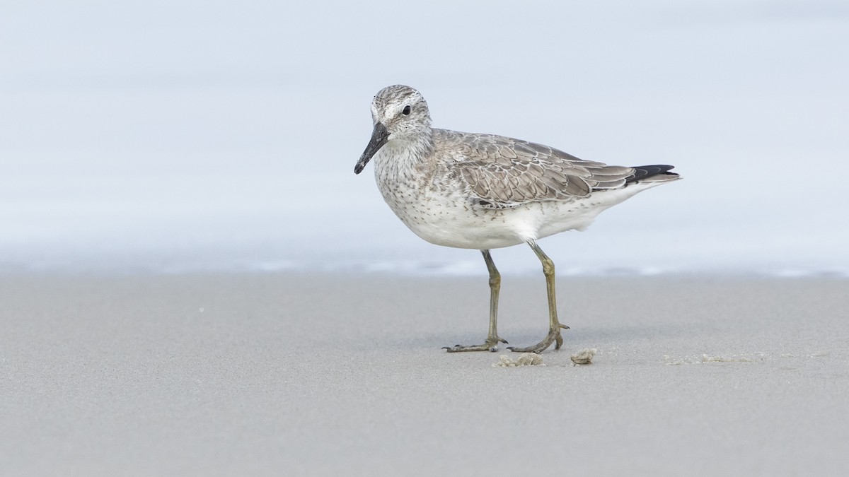 Red Knot - John Troth