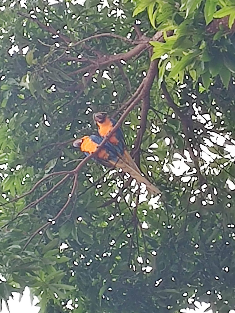 Blue-and-yellow Macaw - Sítio Corujinha