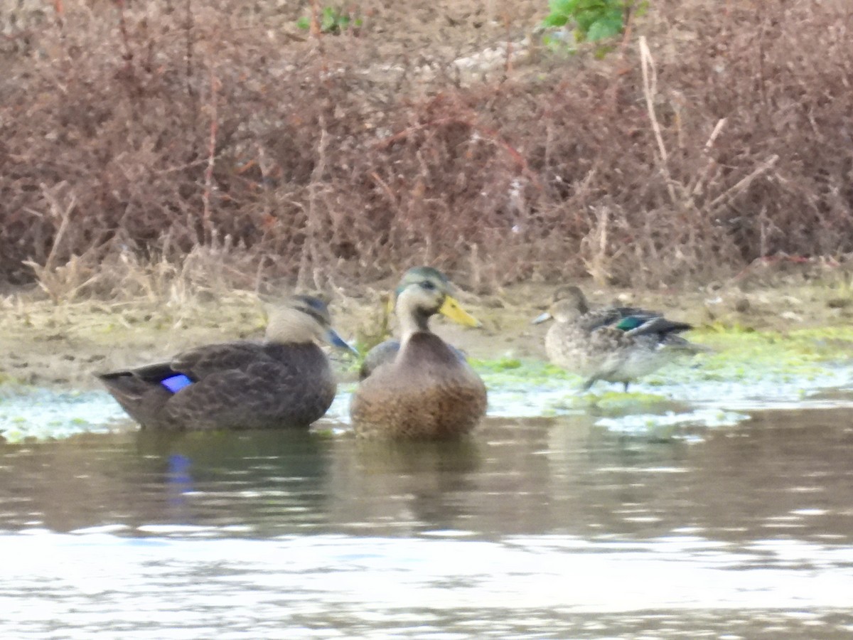 Green-winged Teal - ML610879226