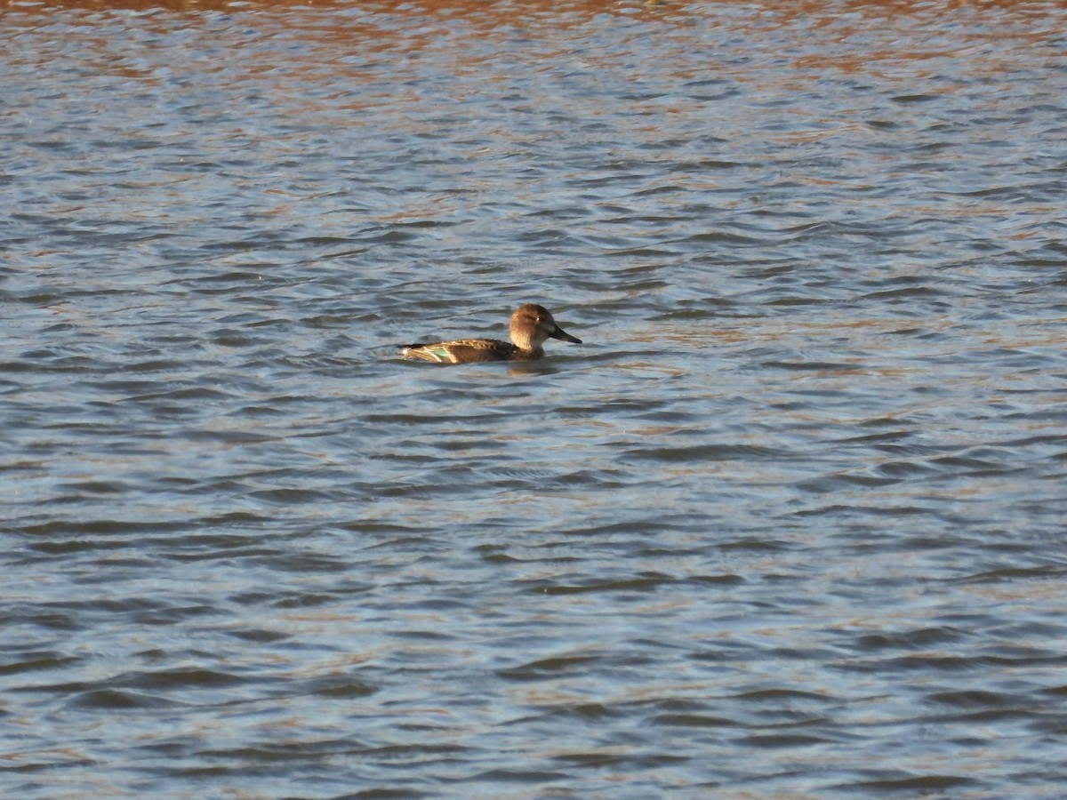 Green-winged Teal - ML610879228
