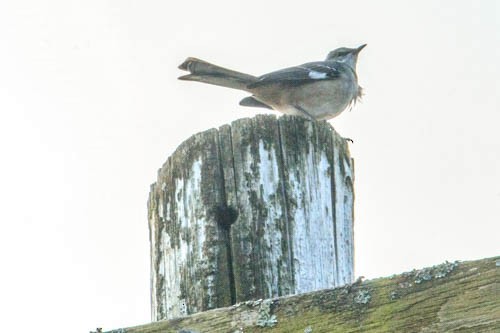 Northern Mockingbird - ML610879230