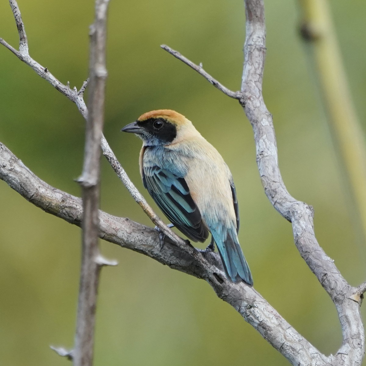 Burnished-buff Tanager - ML610879249
