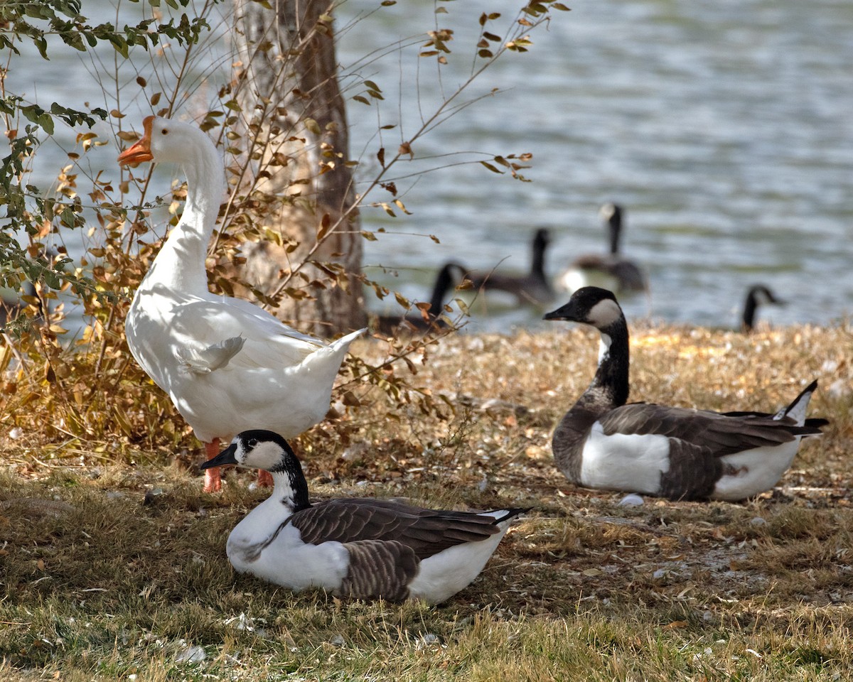 tamgås (domestisert Anser sp.) x kanadagås (hybrid) - ML610879254