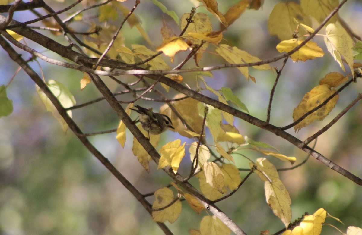 Golden-crowned Kinglet - ML610879417