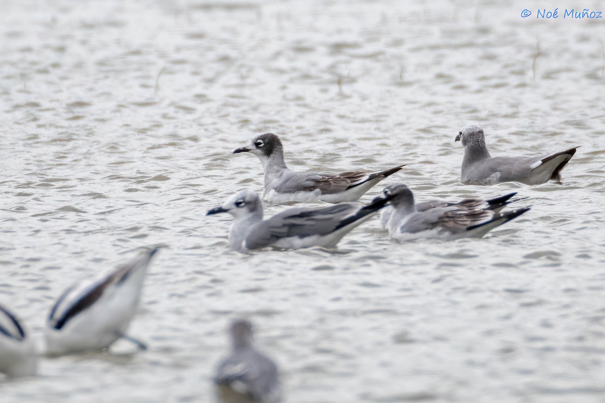 Franklin's Gull - ML610879585