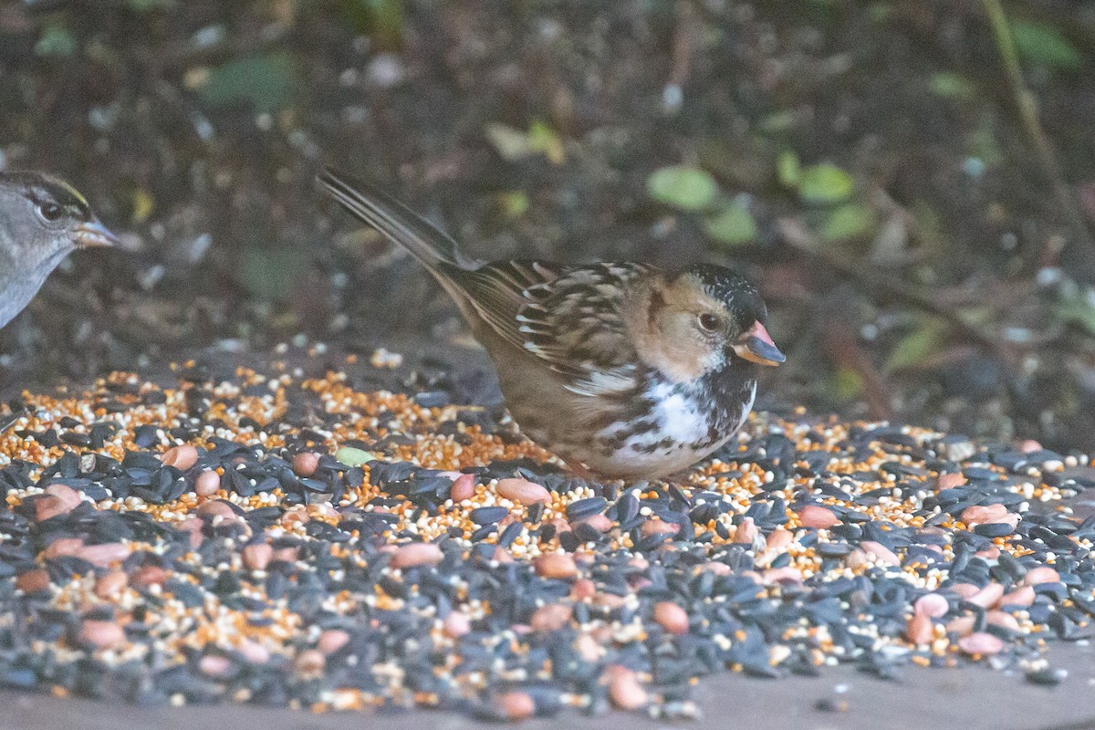 Harris's Sparrow - ML610879618