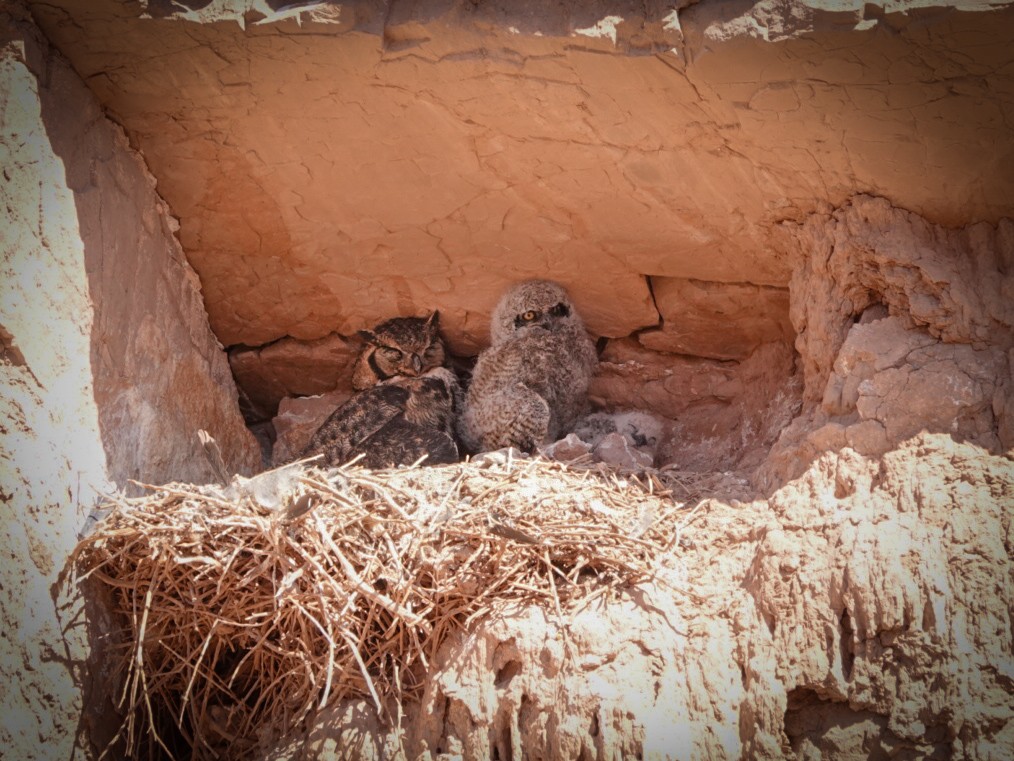 Lesser Horned Owl - ML610879654