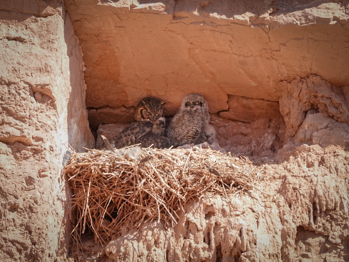 Lesser Horned Owl - ML610879655