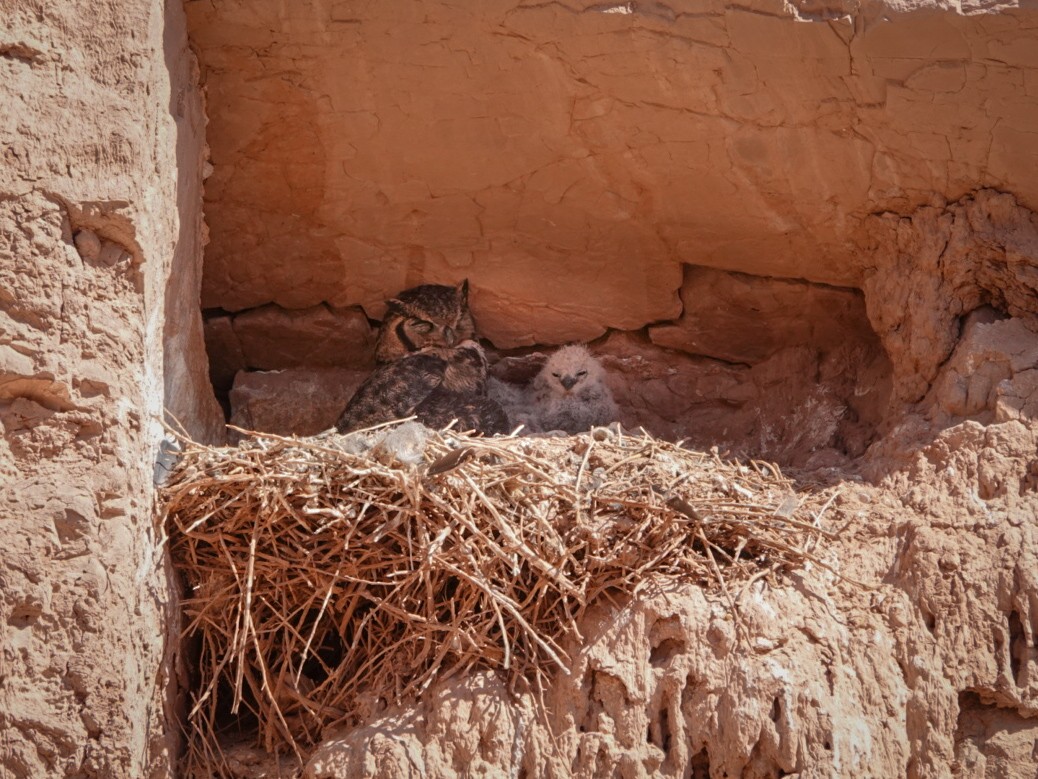 Lesser Horned Owl - ML610879656