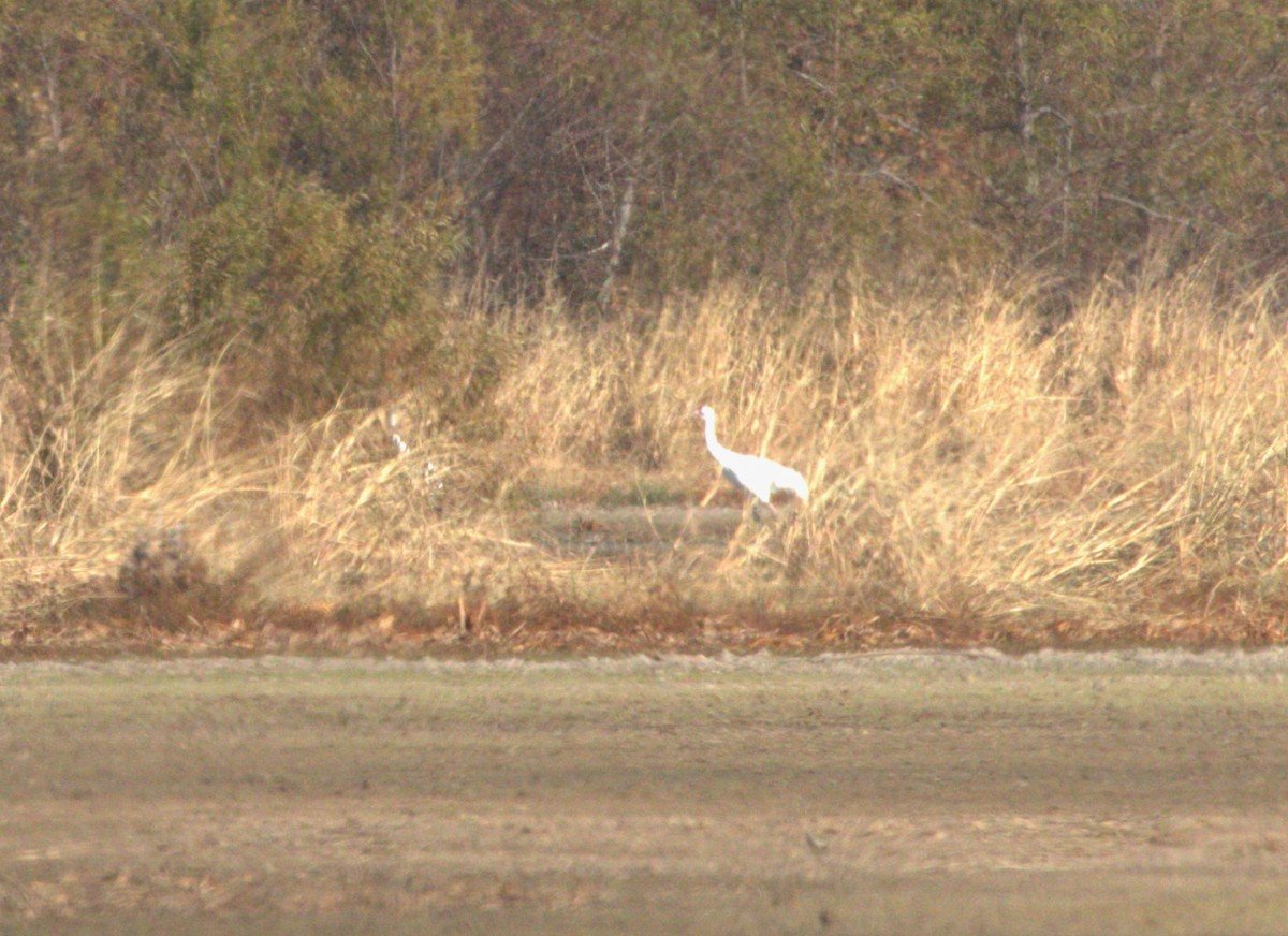 Whooping Crane - Keith McMullen