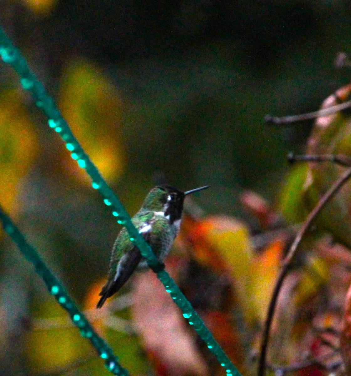 rødmaskekolibri - ML610879662