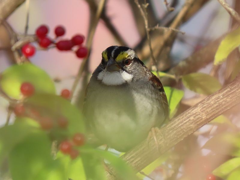 White-throated Sparrow - Tracy The Birder