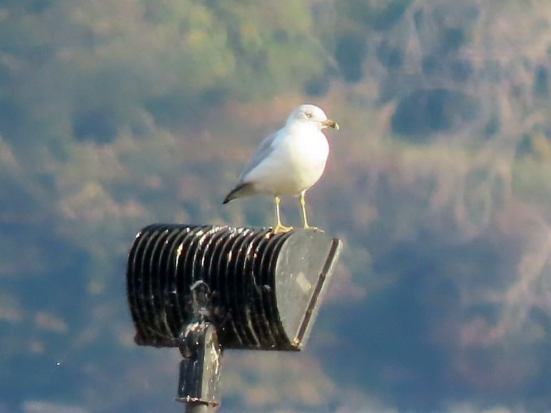 Ring-billed Gull - Tracy The Birder