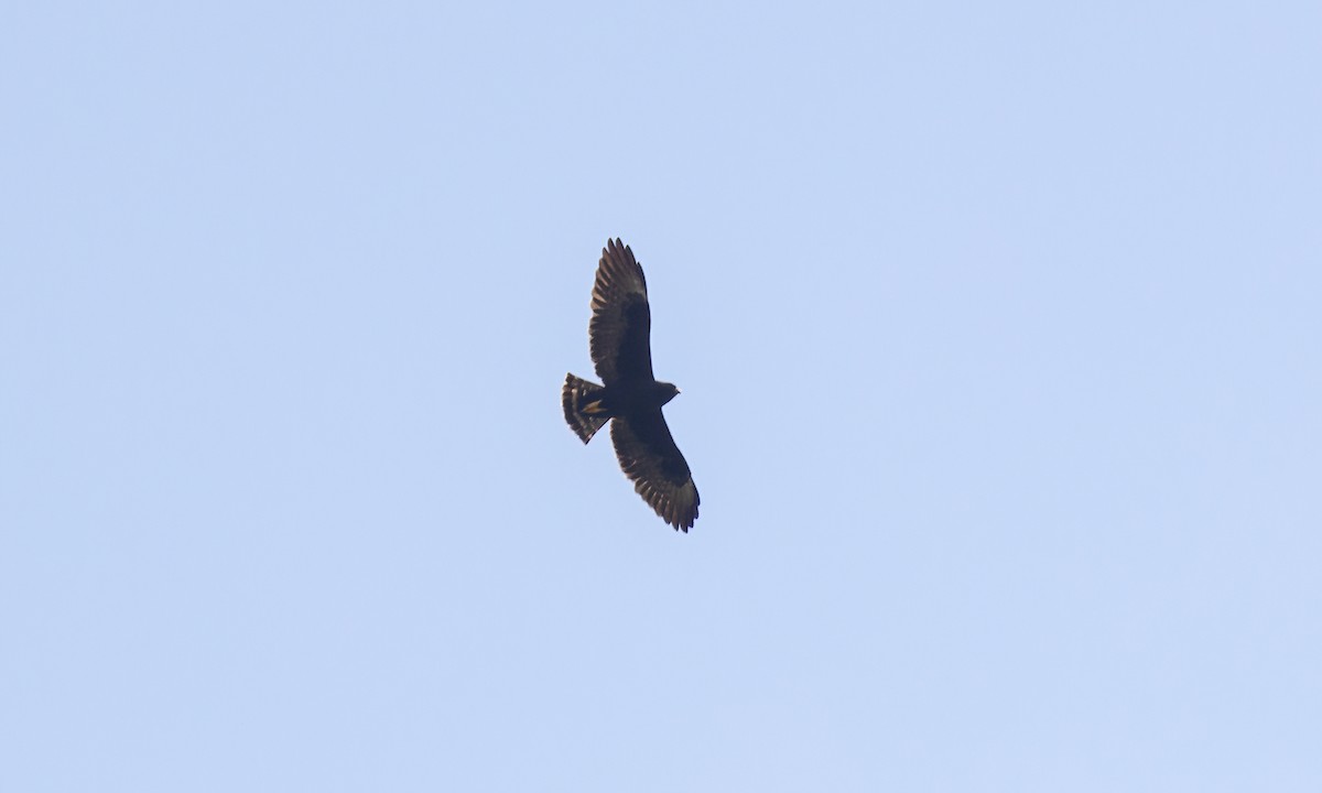 Short-tailed Hawk - Paul Fenwick