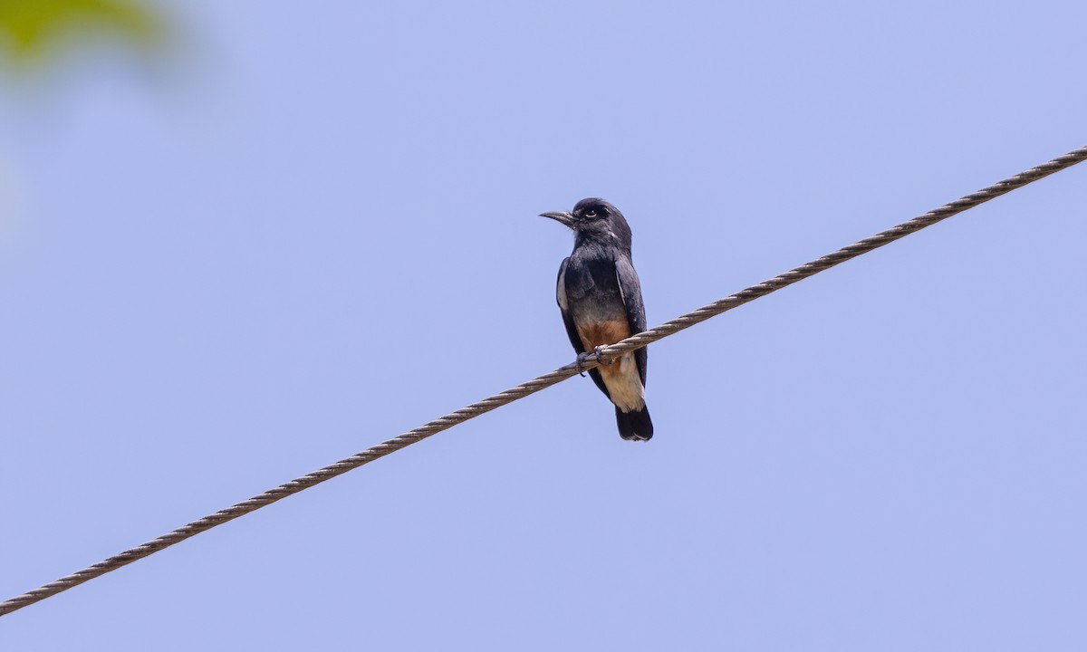 Swallow-winged Puffbird - Paul Fenwick