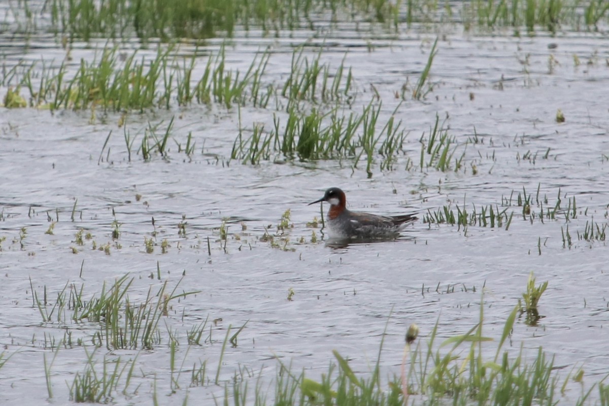 Phalarope à bec étroit - ML610879976