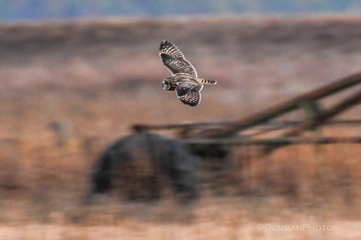 Short-eared Owl - Daniel Denman