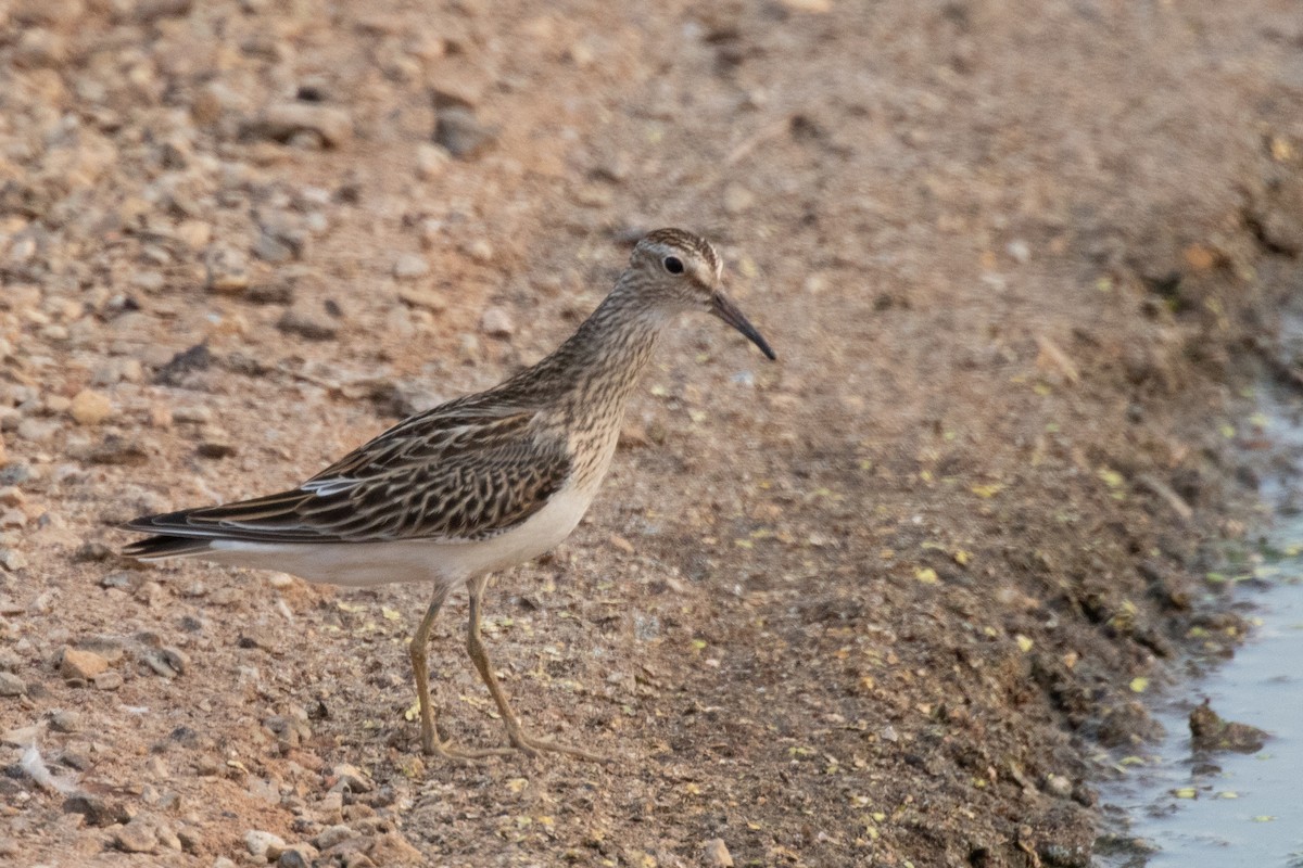 Pectoral Sandpiper - ML610880071