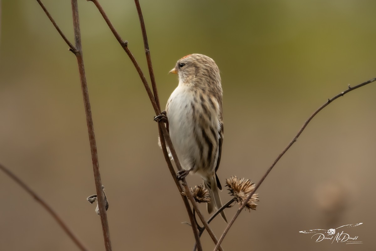 Common Redpoll - ML610880140