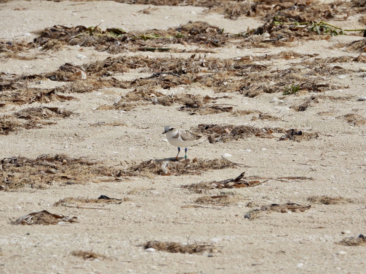 Snowy Plover - ML610880141