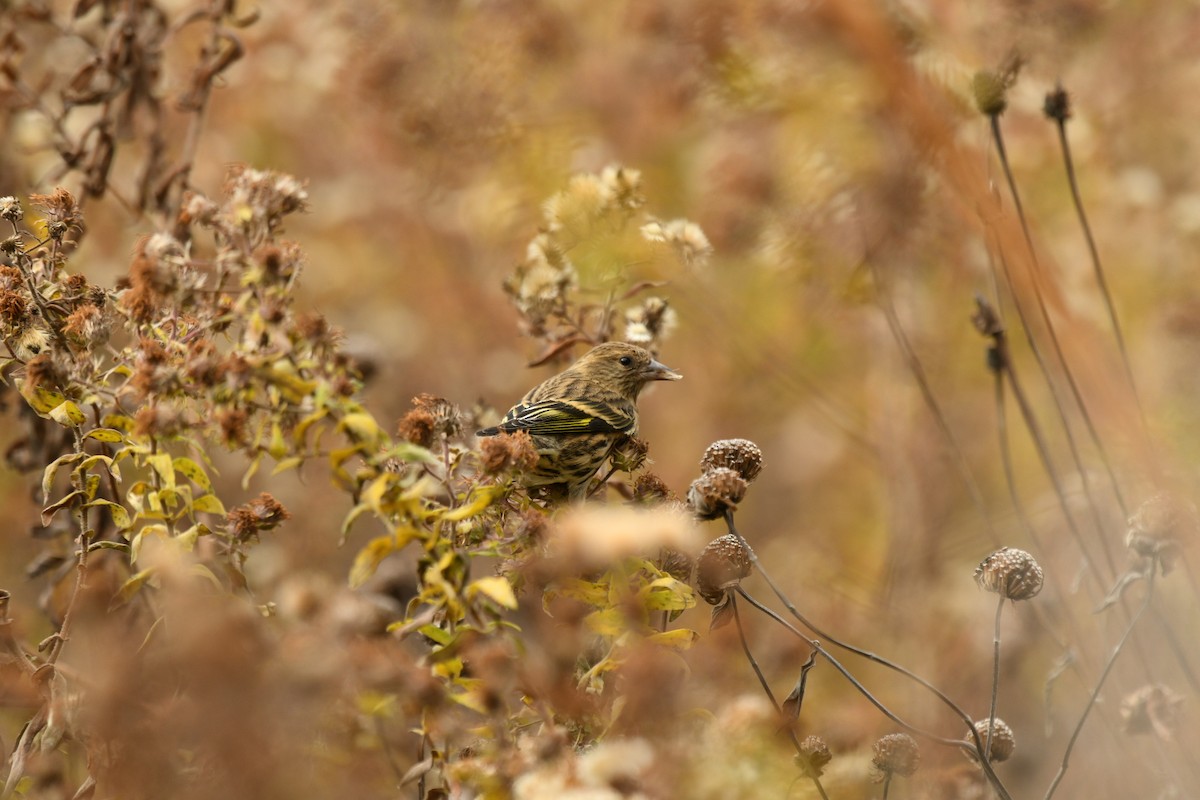 Pine Siskin - ML610880151