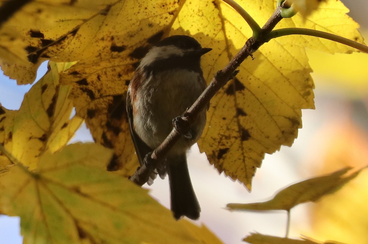 Mésange à dos marron - ML610880205