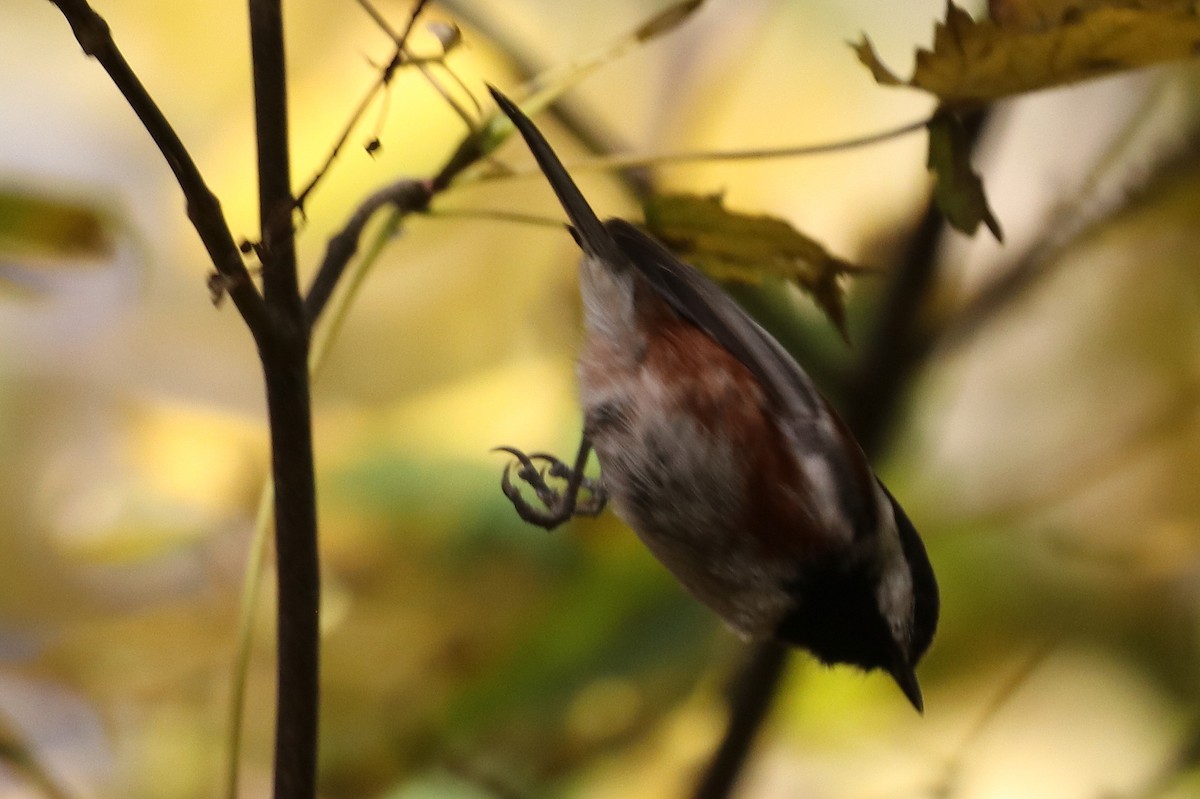 Chestnut-backed Chickadee - ML610880206