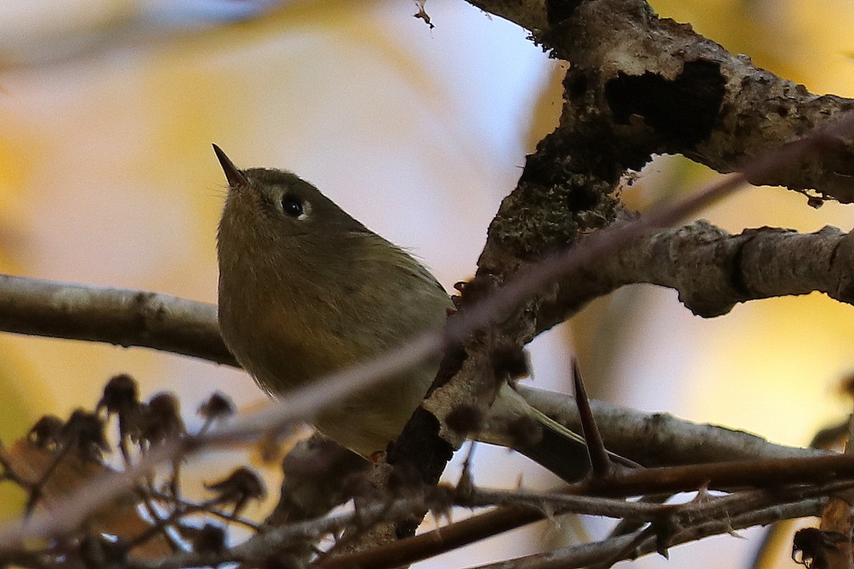 Ruby-crowned Kinglet - ML610880243