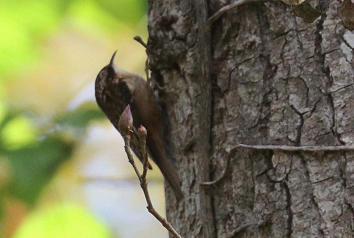 Brown Creeper - ML610880259