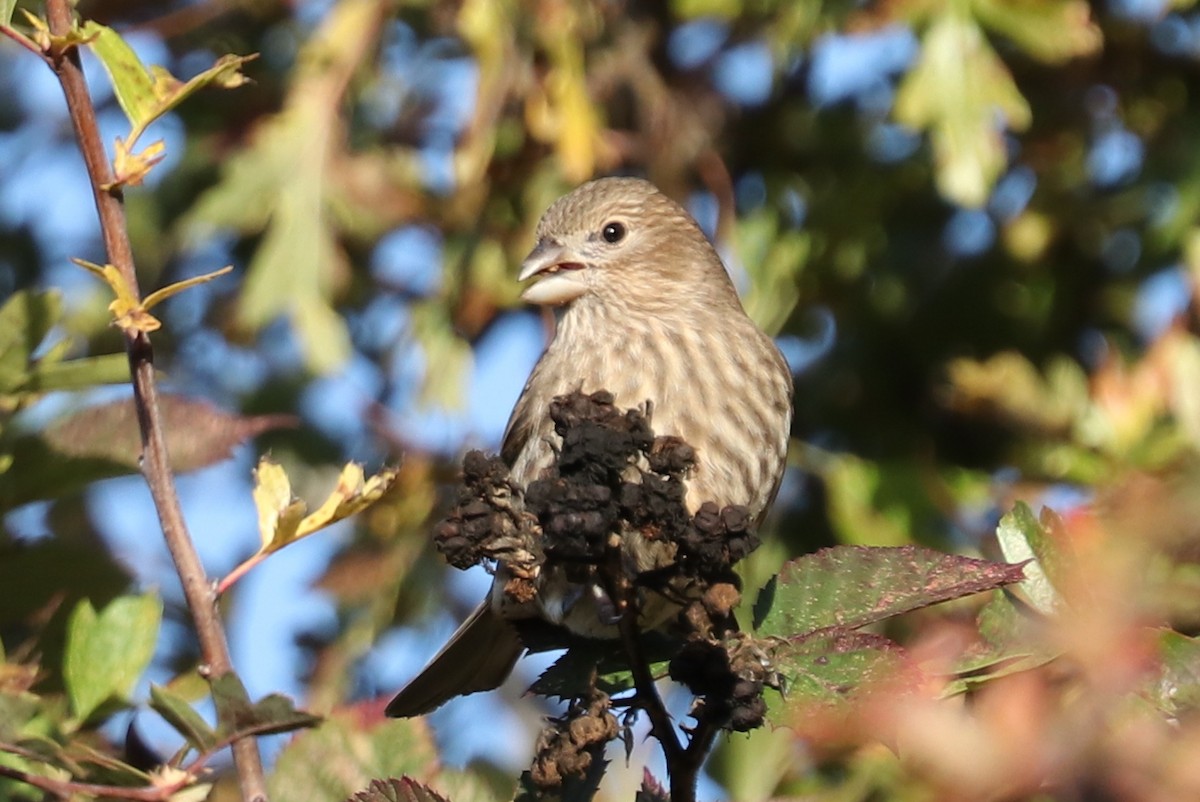 House Finch - ML610880276