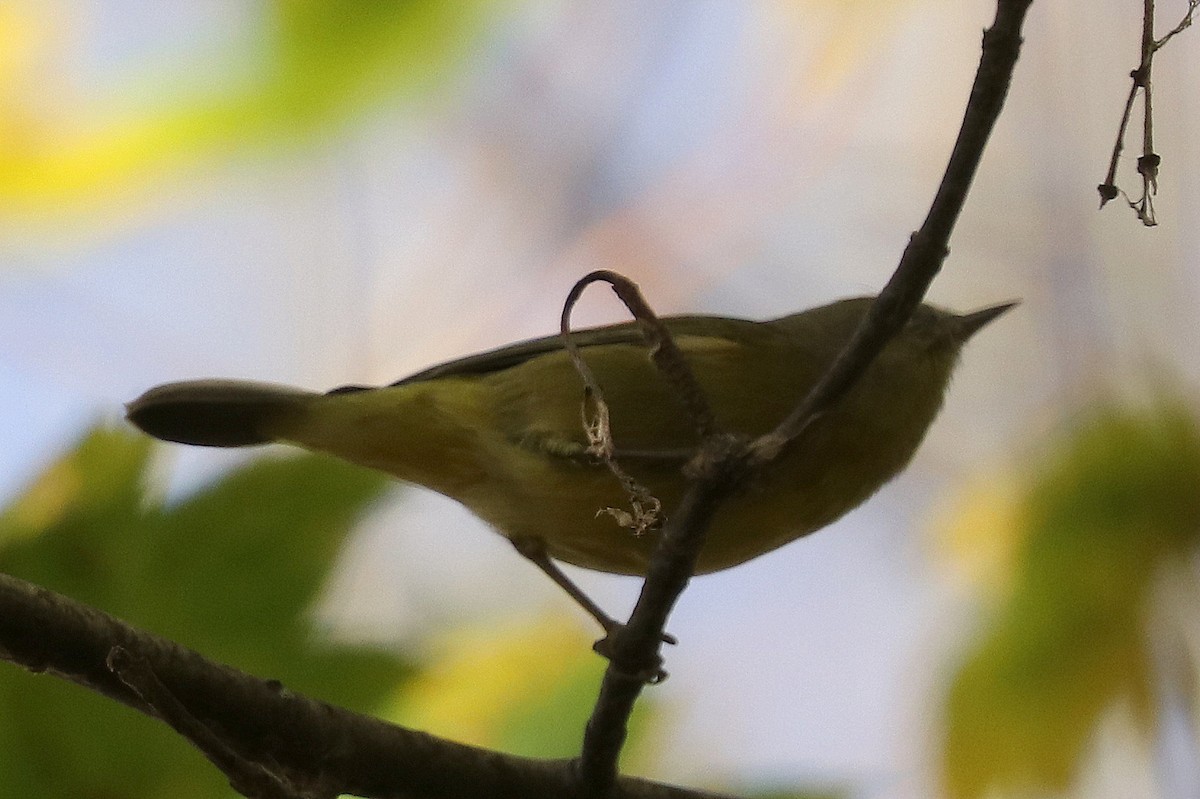 Orange-crowned Warbler - terrance carr