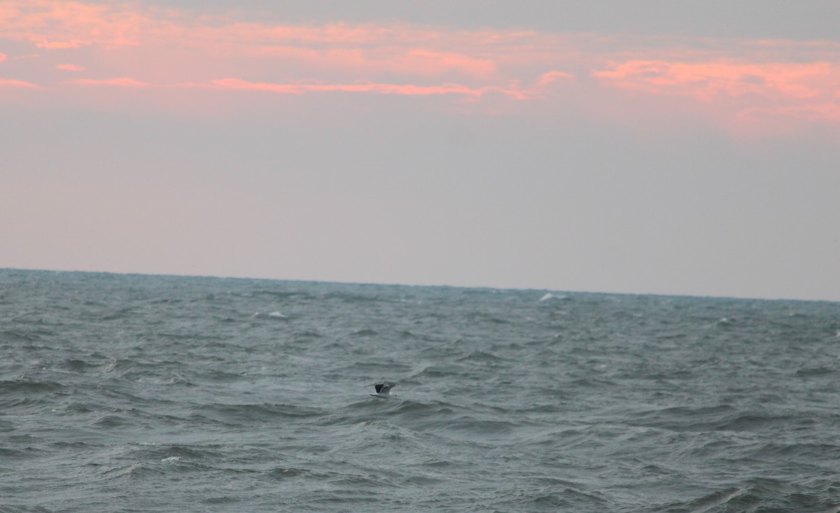 Great Black-backed Gull - Steve Charbonneau