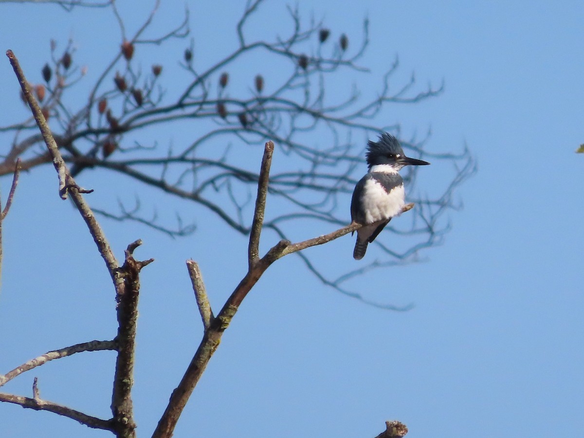 Belted Kingfisher - ML610880370